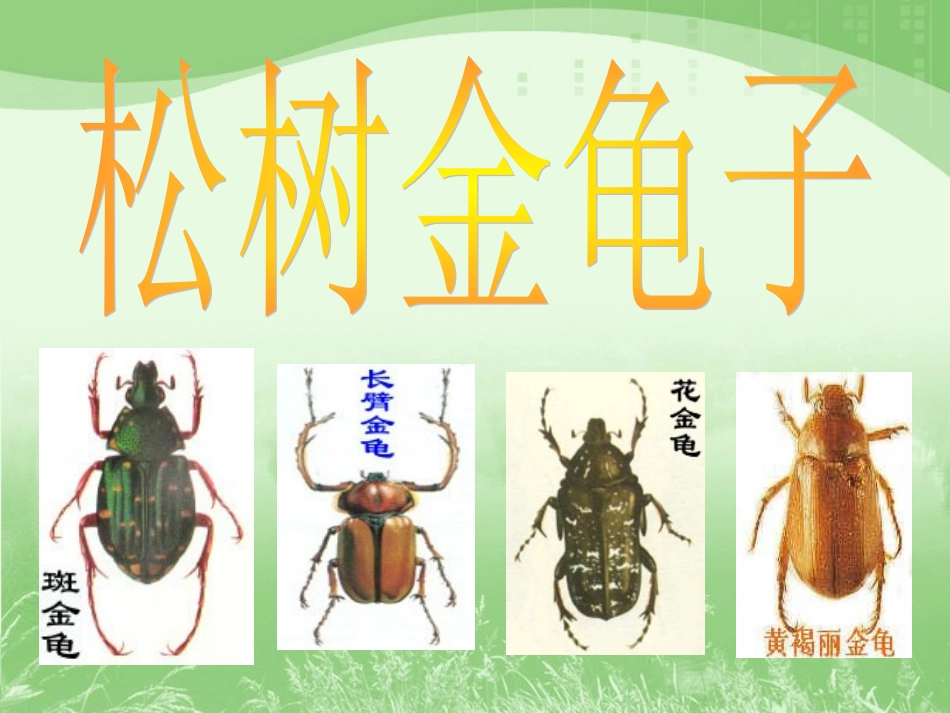《松树金龟子》课件1_第1页