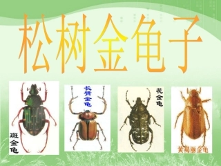 《松树金龟子》课件1