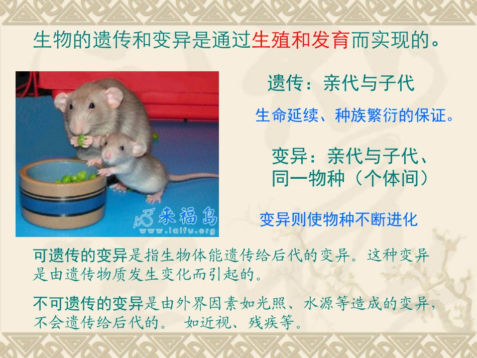 寻找遗传与变异的秘密_第3页