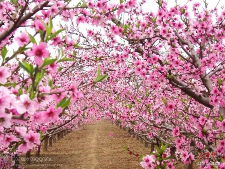 《我最喜欢的花》小练笔_第3页