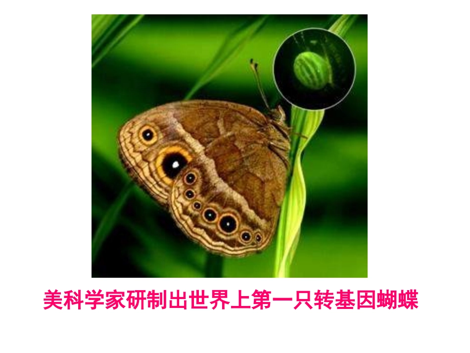 基因是有遗传效应的DNA片段_第2页