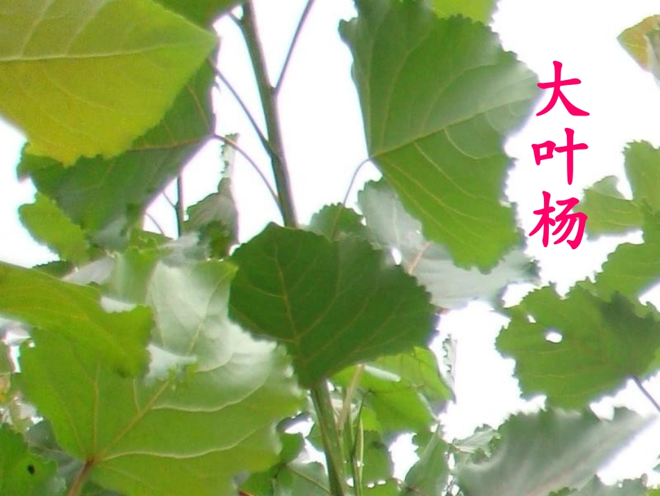 二年级语文课件《杨树之歌》_第3页
