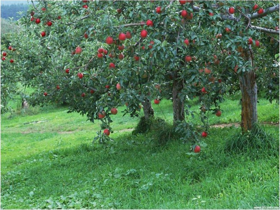 《去打开大自然绿色的课本》课件_第3页