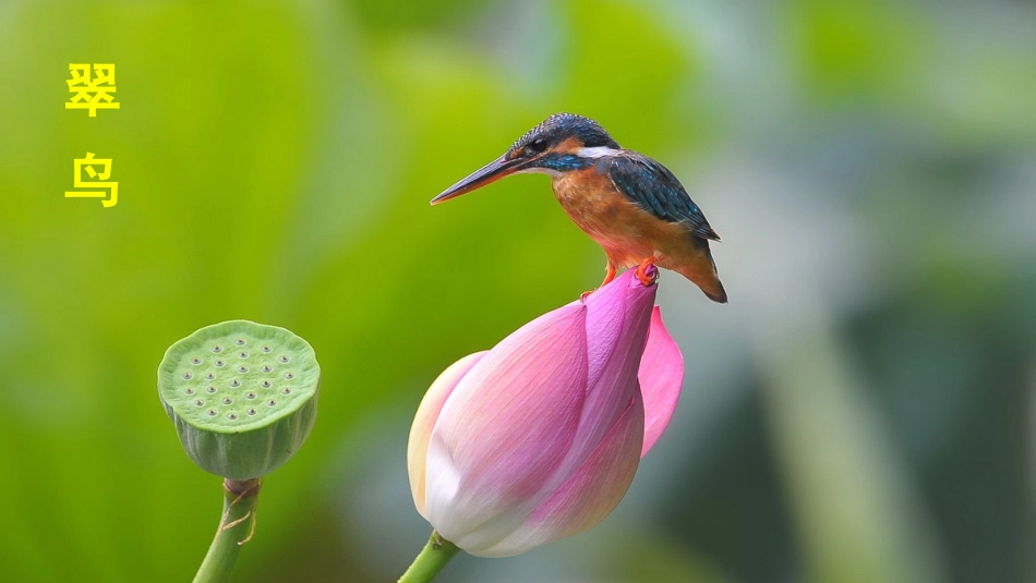 15 搭船的鸟_第1页