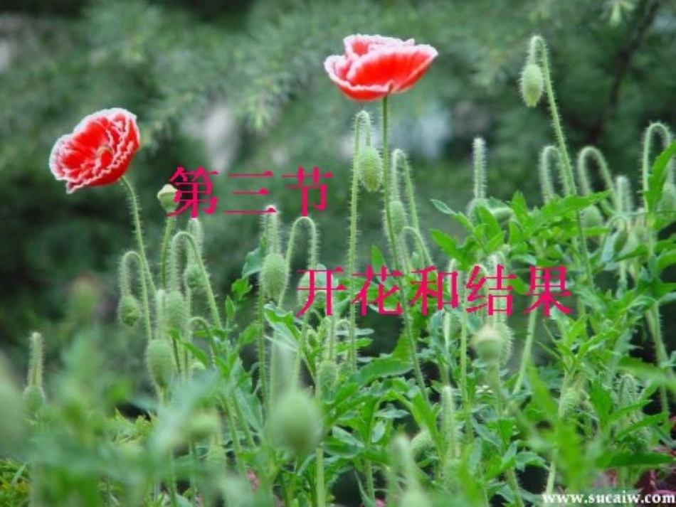 开花与传粉MicrosoftPowerPoint演示文稿(4)_第1页