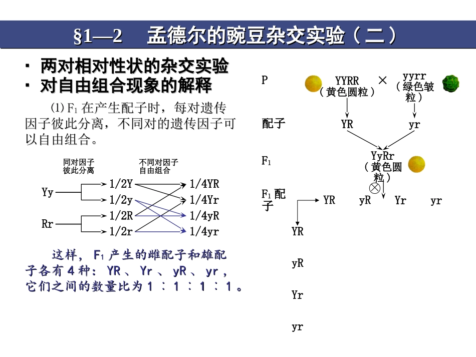 孟德尔的豌豆杂交实验二_第3页