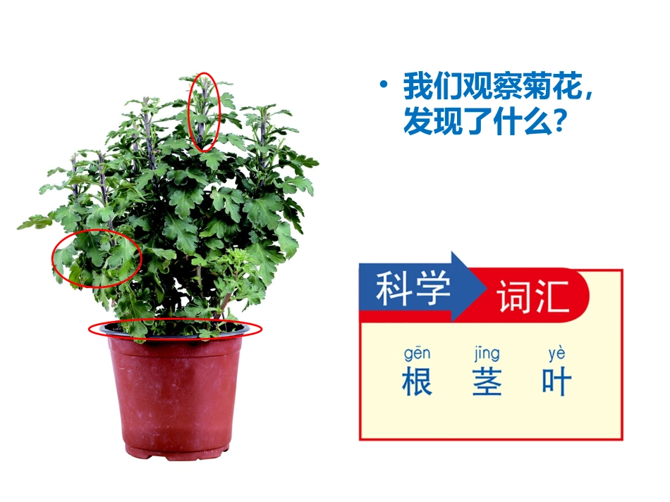 1.2观察一棵植物_第3页