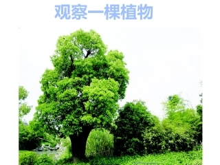 1.2观察一棵植物