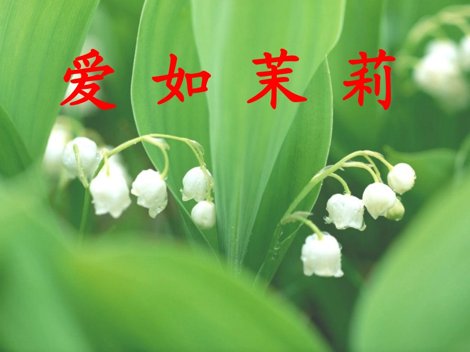 爱如茉莉第二课时_第1页