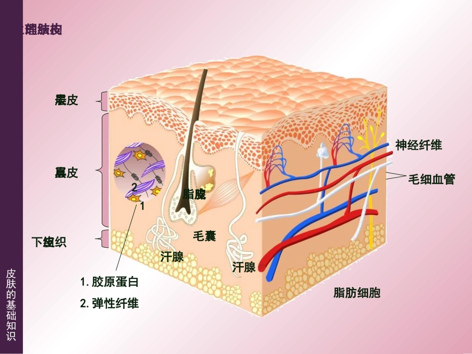 《皮肤的基础知识》_第3页
