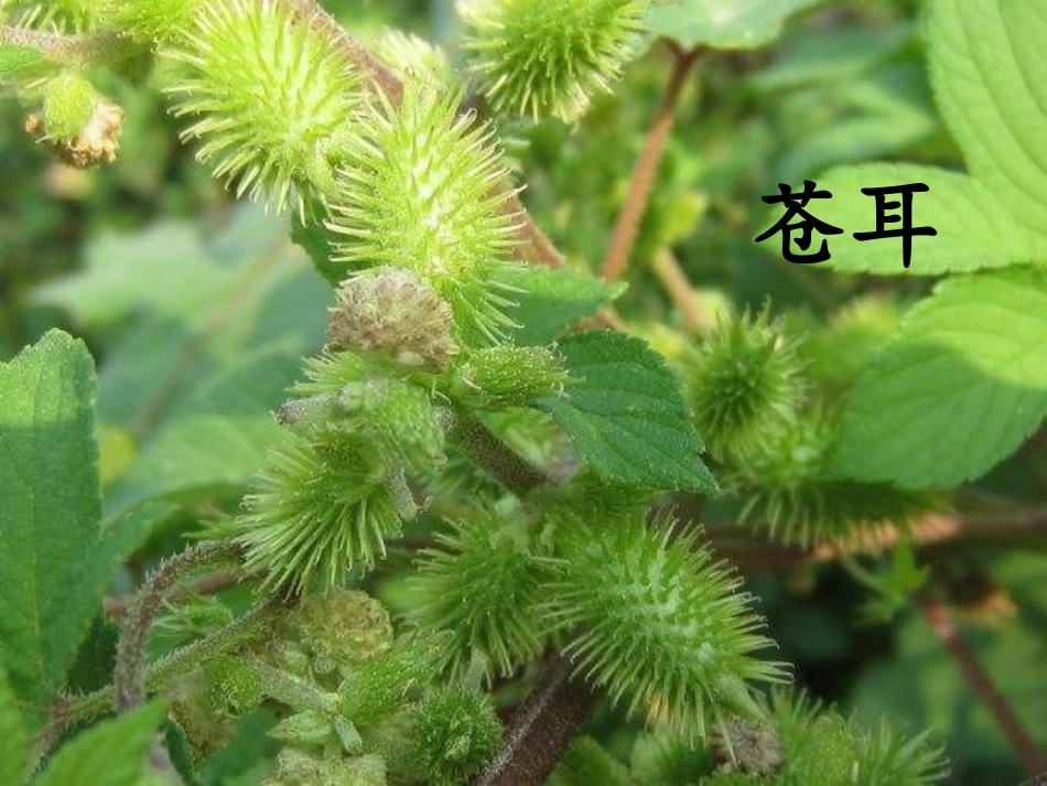 3.植物妈妈有办法_第2页