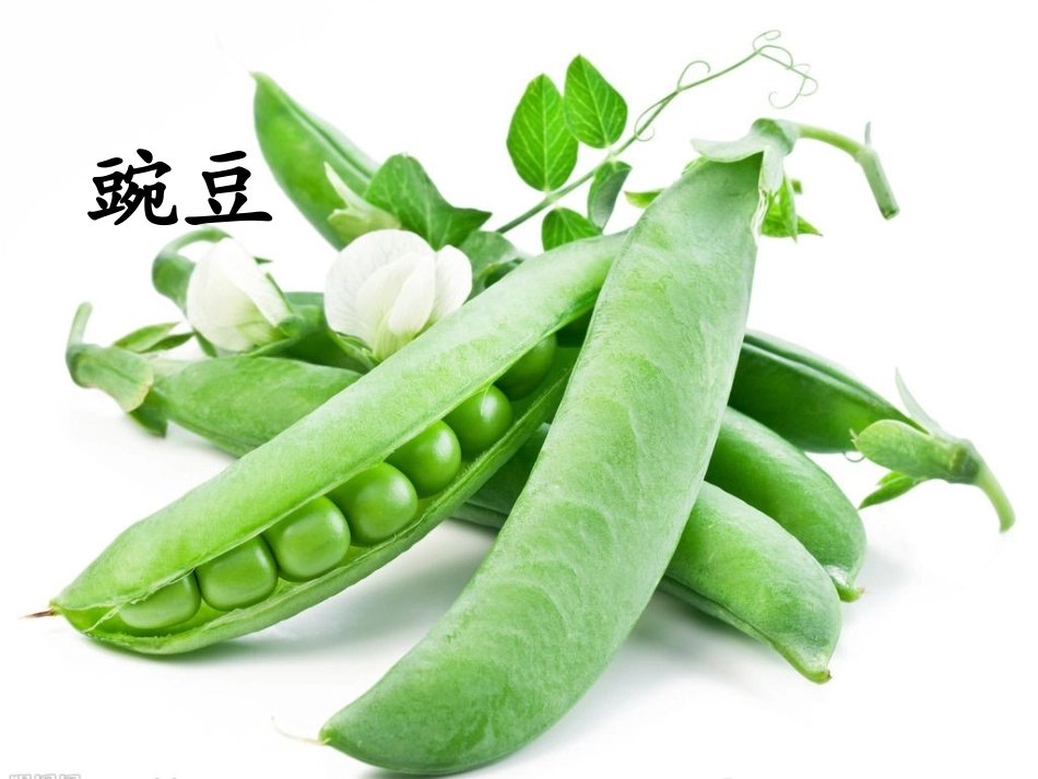 3.植物妈妈有办法_第3页