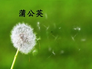 3.植物妈妈有办法