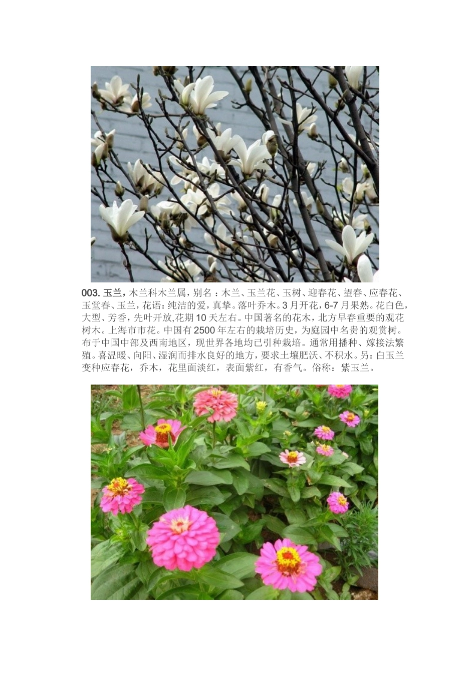 131种常用花卉、地被植物(附图片)_第3页