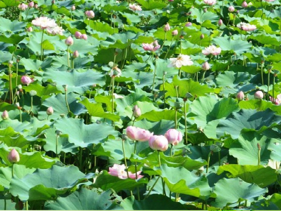 4、直映作文基础班——描写植物的基本方法_第3页