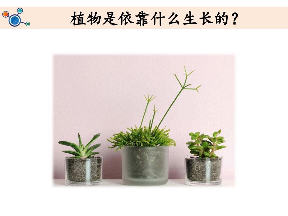 1.2小学科学二年级上--《土壤——动植物的乐园》_第2页