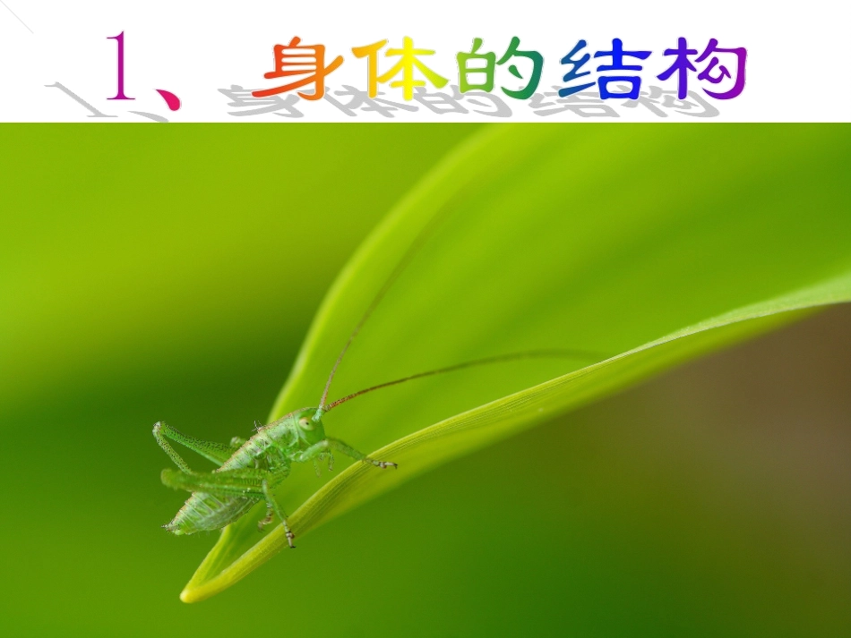 1、身体的结构_第1页