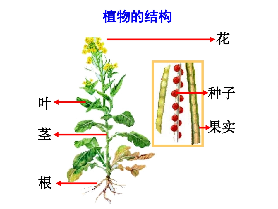 1、身体的结构_第3页