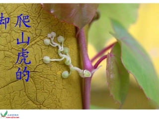 6、《爬山虎的脚》PPT课件
