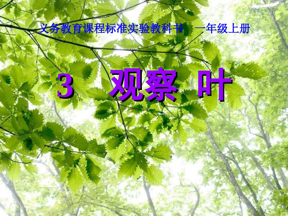 3观察叶PPT_第1页