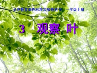 3观察叶PPT