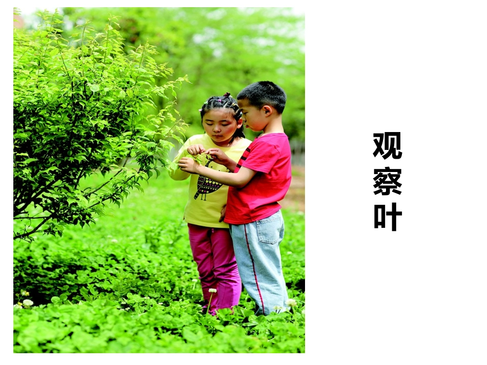 2017教科版科学一上1.3《观察叶》PPT课件1_第1页