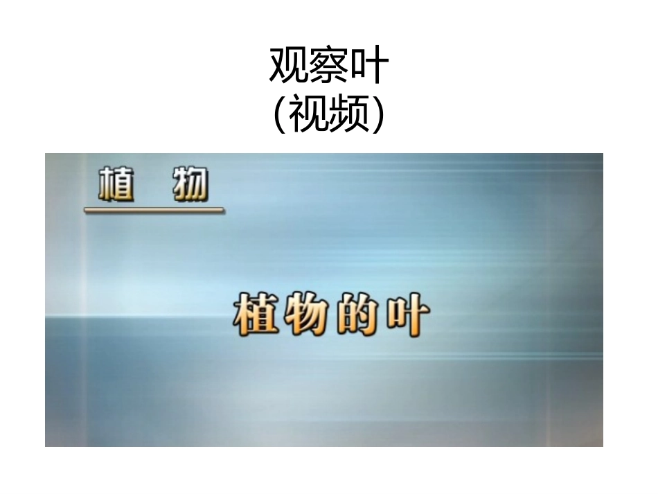 2017教科版科学一上1.3《观察叶》PPT课件1_第2页