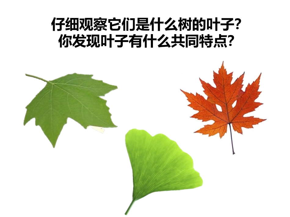 2017教科版科学一上1.3《观察叶》PPT课件1_第3页