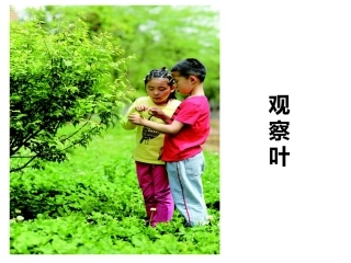 2017教科版科学一上1.3《观察叶》PPT课件1