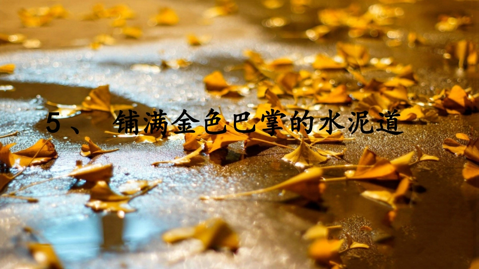 5铺满金色巴掌的水泥道_第1页