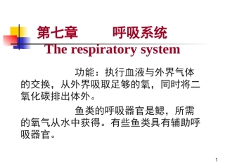 07鱼类的呼吸系统