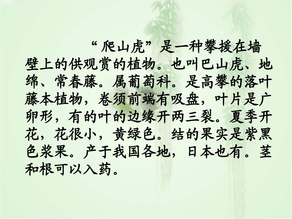 《爬山虎的脚》教学课件完美版_第3页