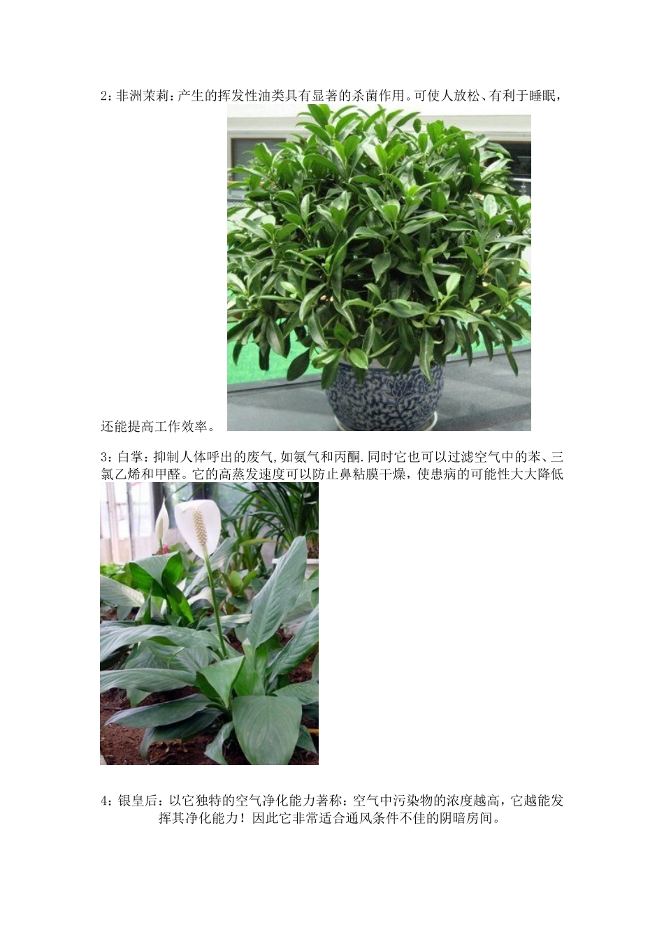 18种常见室内花卉_第2页