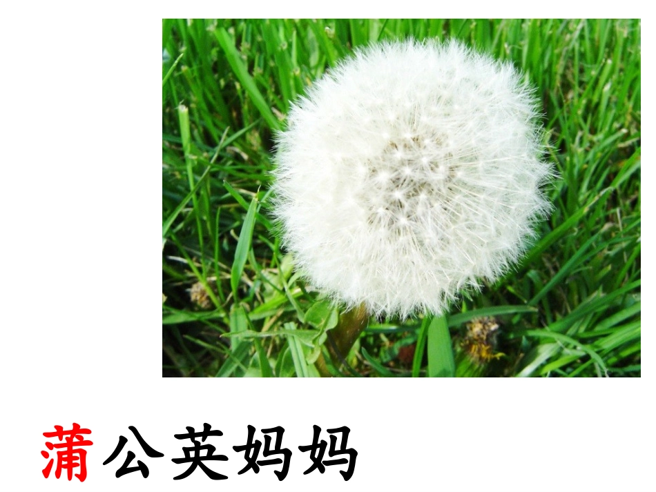 《植物妈妈有办法》_第2页