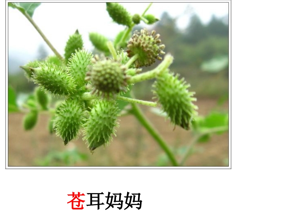 《植物妈妈有办法》_第3页