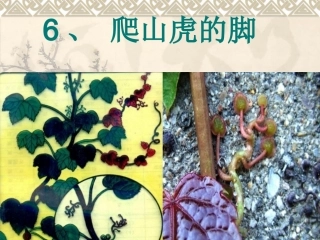 6《爬山虎的脚》PPT