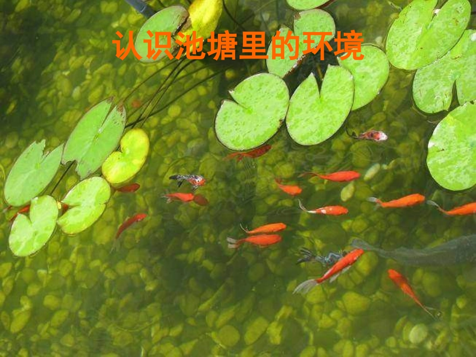 1.6《做一个生态瓶》PPT课件_第3页