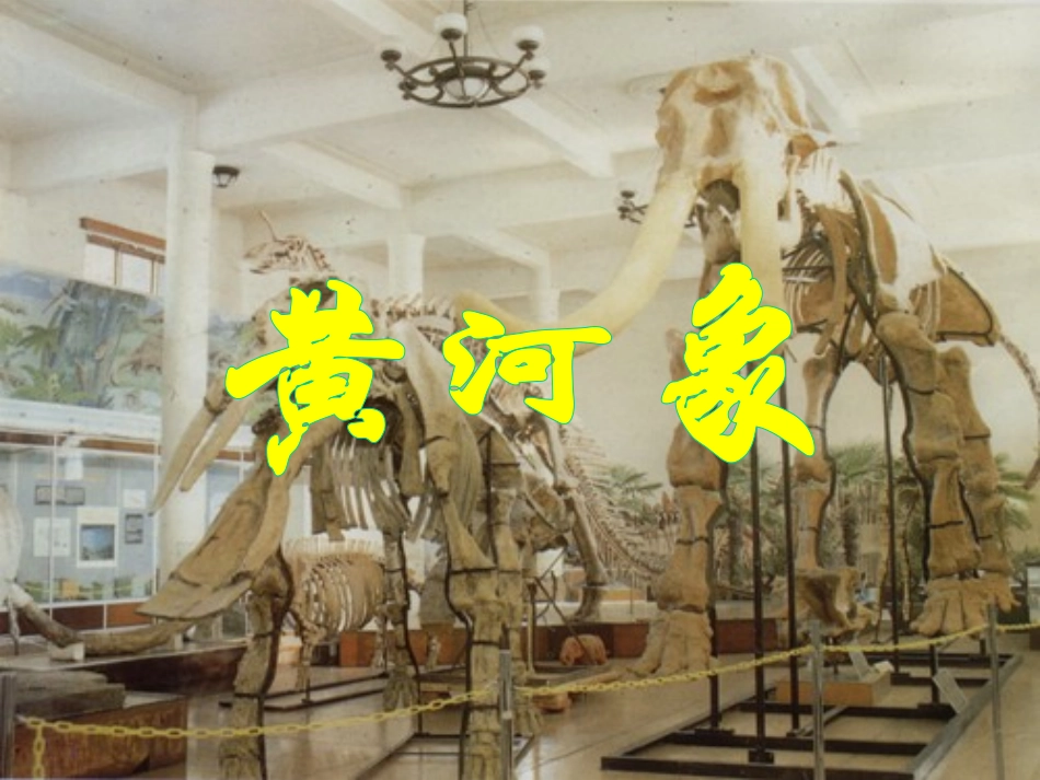 《黄河象》课堂演示课件_第1页
