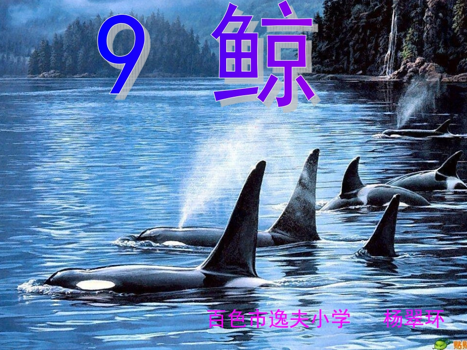 《鲸》杨翠环_第1页