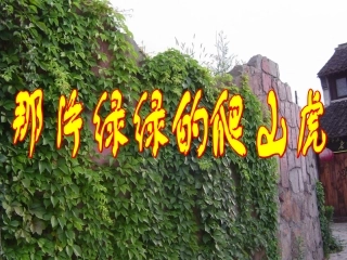 《那片绿绿的爬山虎》ppt课件