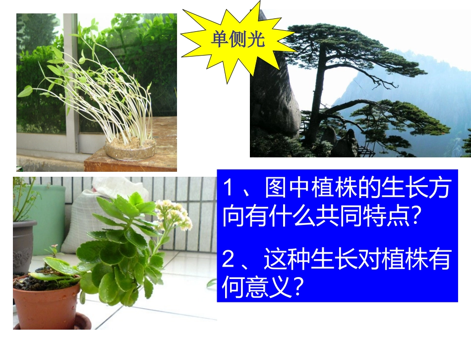 2016植物生长素的发现ppt_第3页