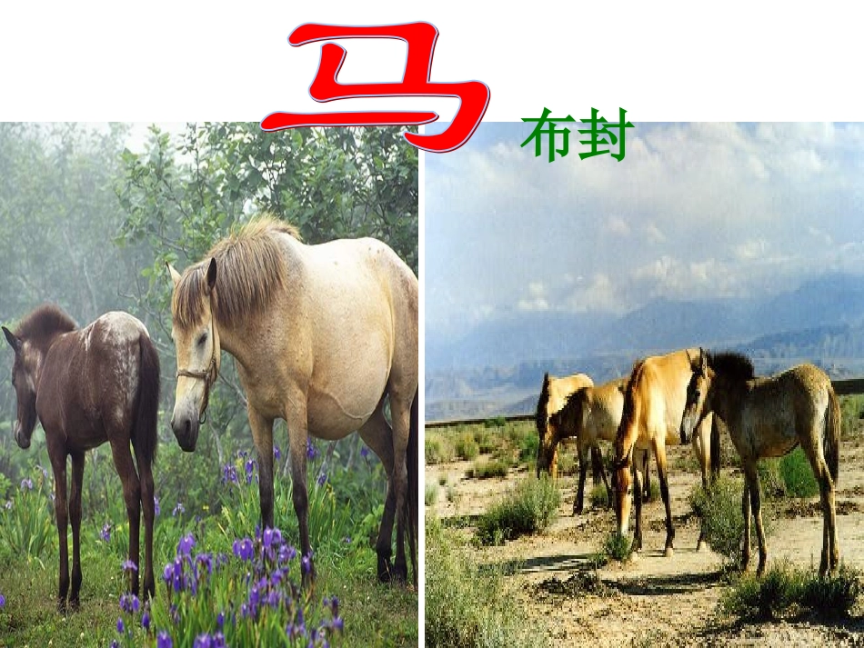 《马》PPT课件_第1页