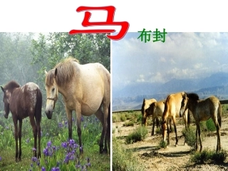 《马》PPT课件