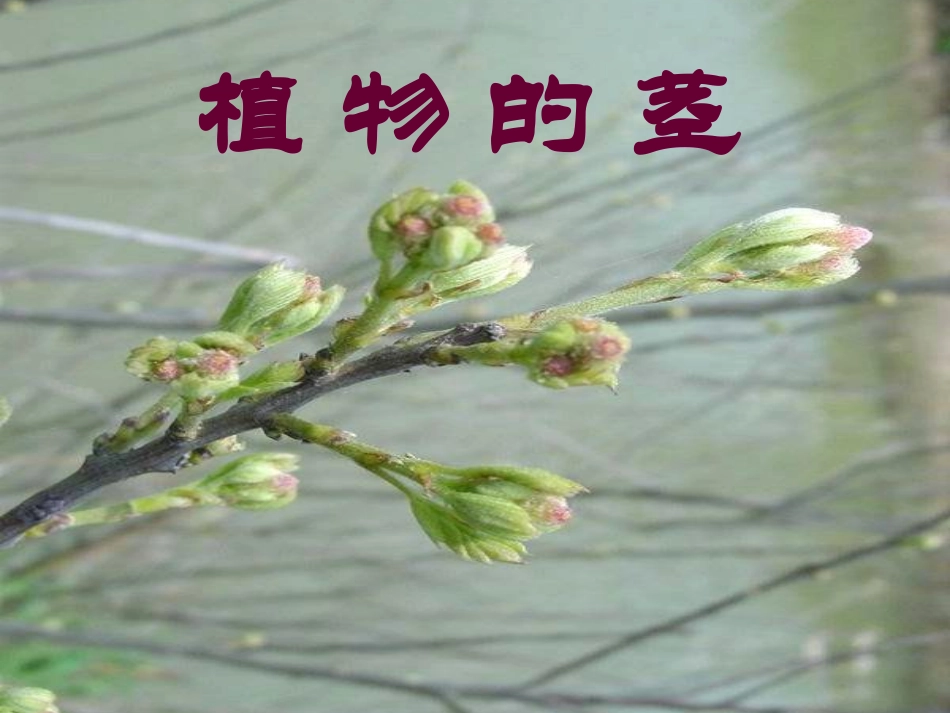 4、植物的茎_第1页