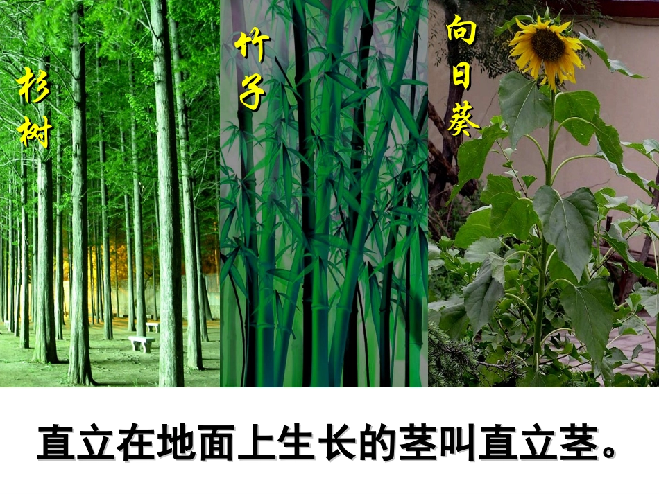 4、植物的茎_第3页
