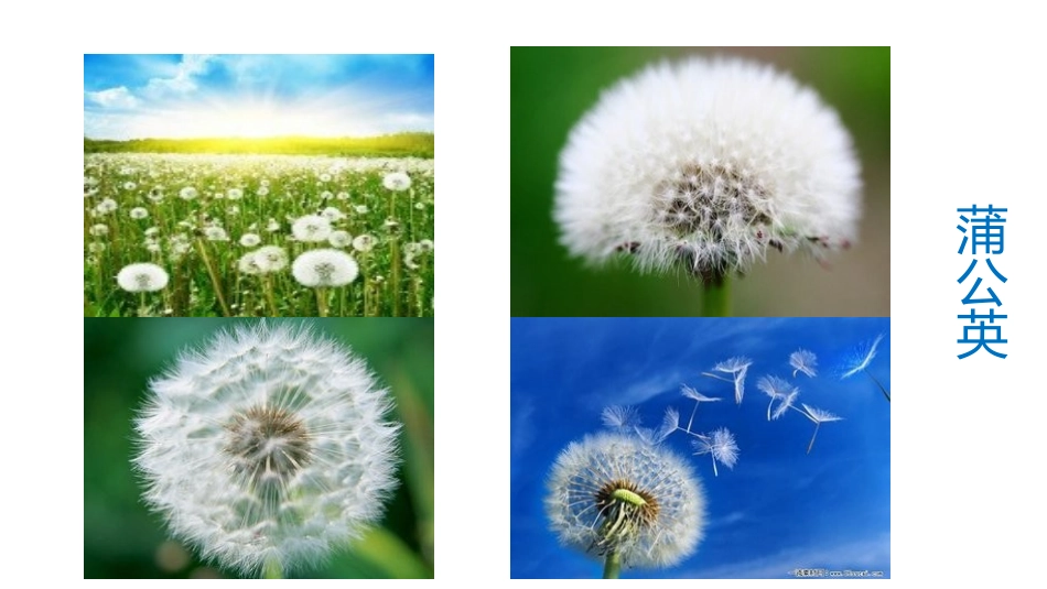 《植物妈妈有办法》部编版_第2页