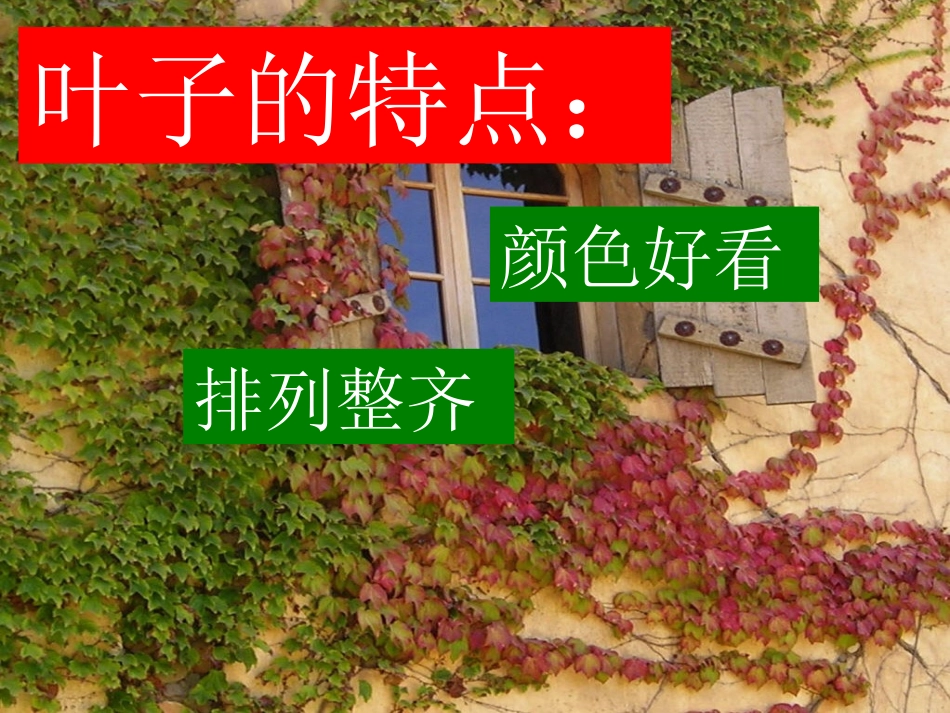 《爬山虎的脚》第二课时公开课PPT_第2页
