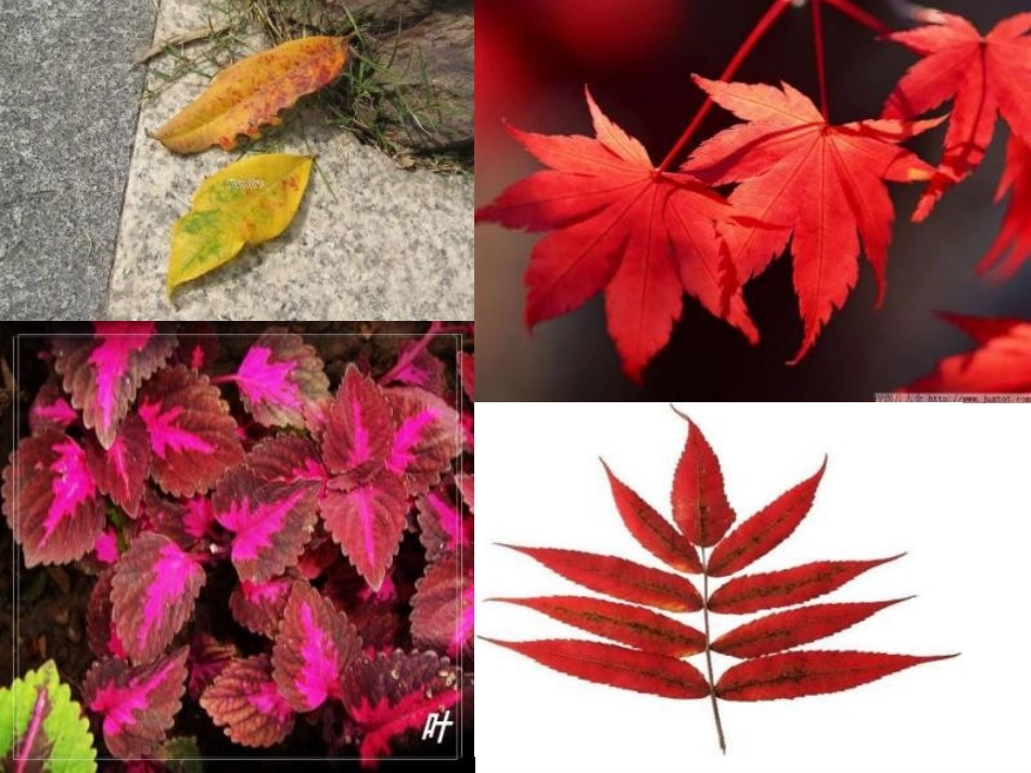 《植物的叶》PPT课件《比较好》_第3页