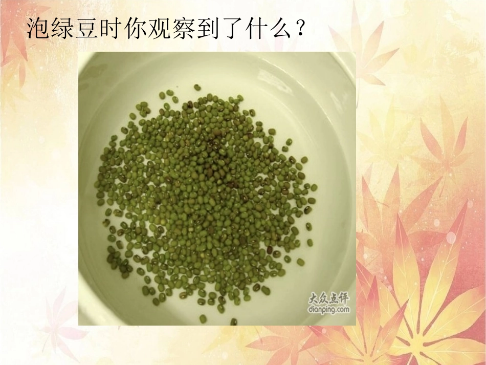 《泡绿豆》观察日记作业_第3页
