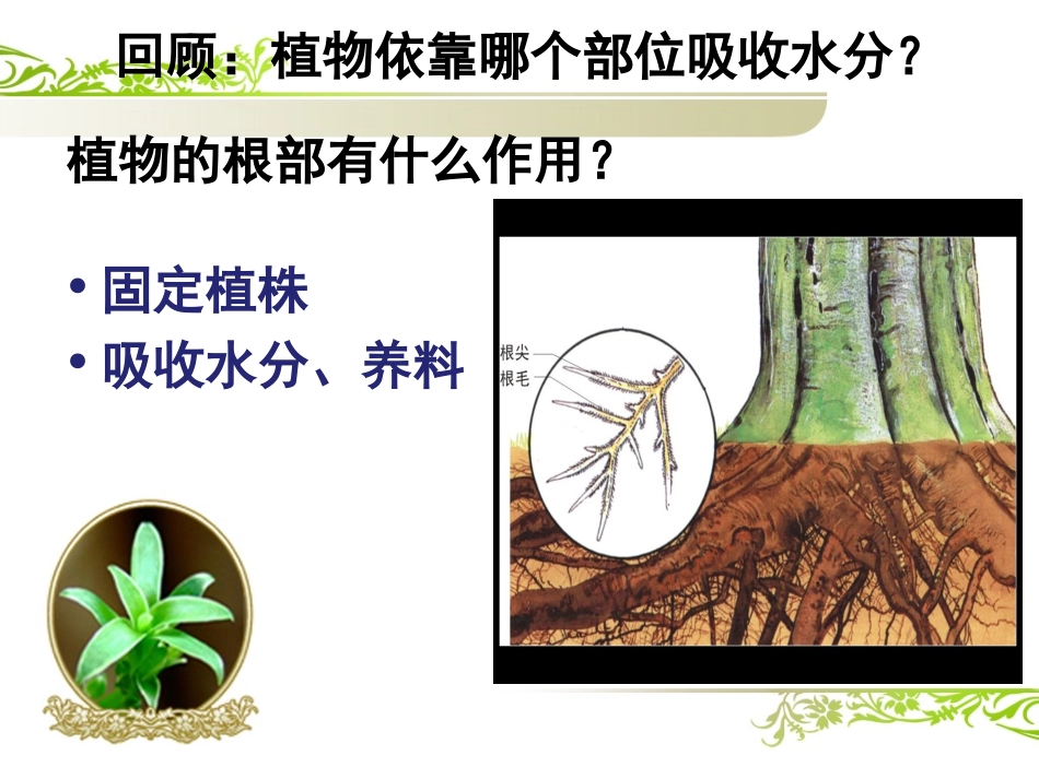 3、水分在茎里的运输 课件_第1页